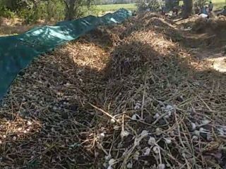 I will sell organic garlic for sowing, commercial and