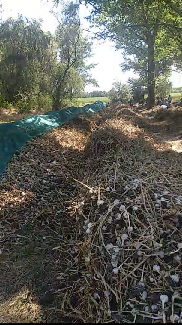 I will sell organic garlic for sowing, commercial and substandard for processing
