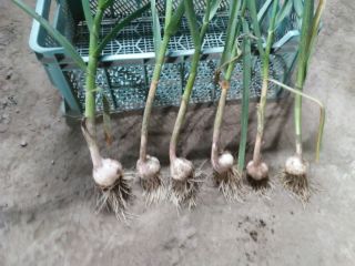 I will sell Harnaś garlic. Healthy about 150,000 pieces.
