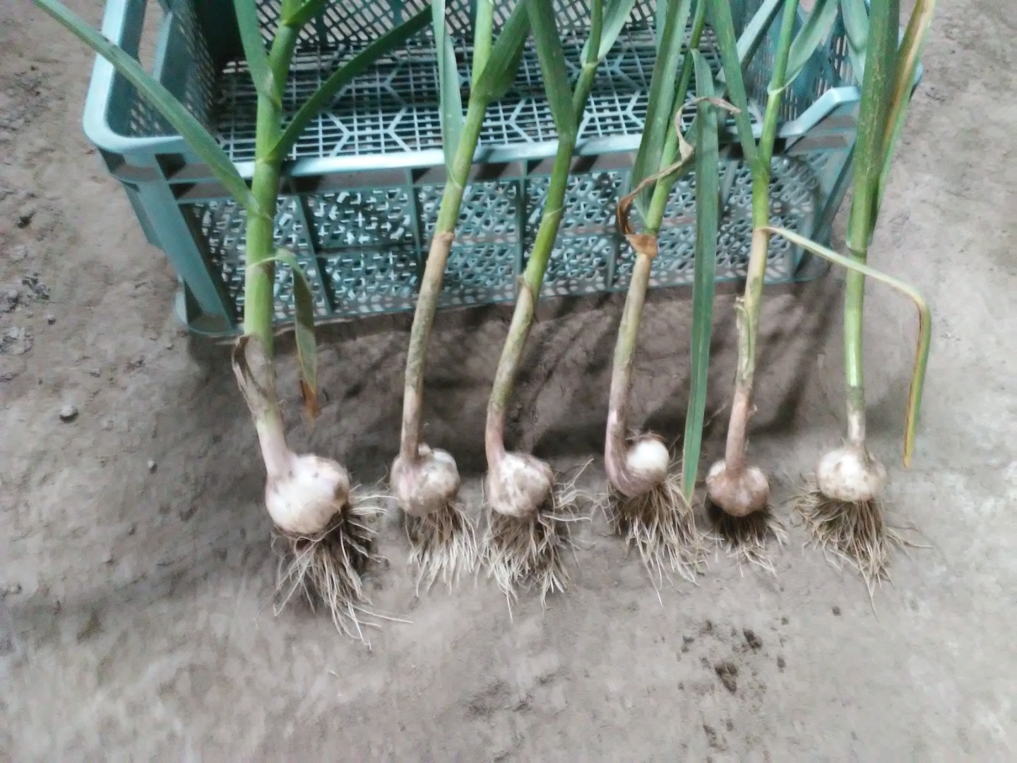 I will sell Harnaś garlic