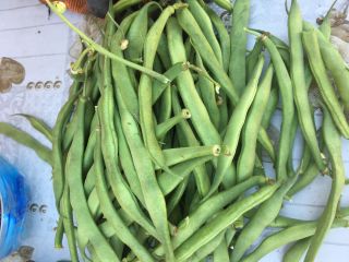 En-gross beans for sale. Mobile