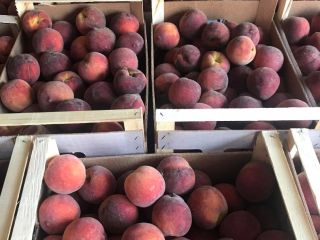 Red Heaven 67+ peaches and Big Top 67+ nectarines.