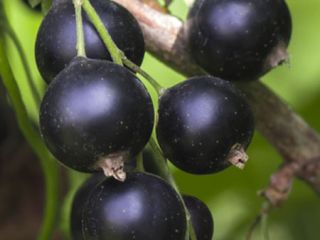 Hello, I will sell - hand picked - black