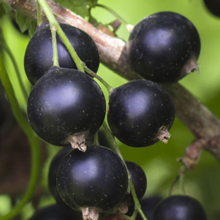 Hello, I will sell - hand picked - black currant
