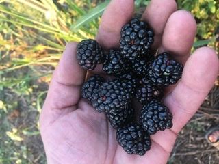 Blackberryes for sale. Variety Thornfree. Telephone number