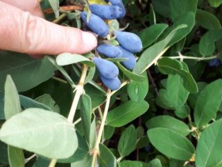 Frozen Haskap Berries. The price depends on the quantity