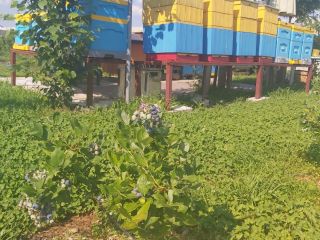 I will sell blueberries.