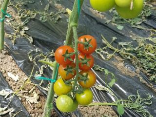 sell tomatoes (tomatoes) variety crystal f1, variable quantities ...