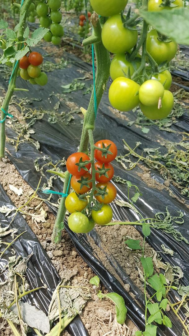 sell tomatoes (tomatoes) variety crystal f1, variable quantities ..