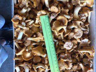 Fresh chanterelles from Belarus for sale. 5-7 tons. .