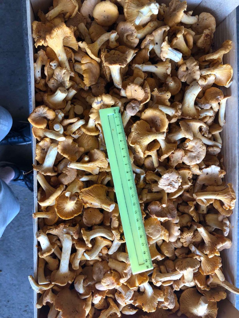 Fresh chanterelles from Belarus for sale