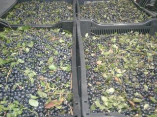 I will sell fresh black berries, forest berries, crude.