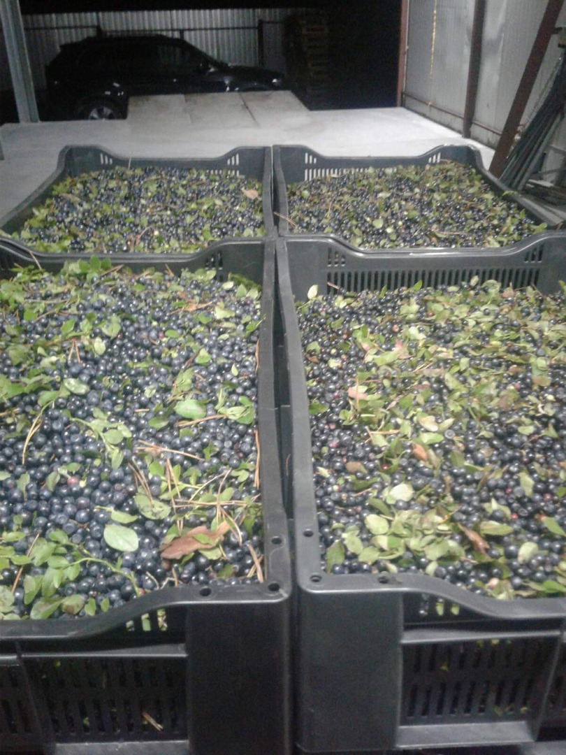 I will sell fresh black berries, forest berries, crude
