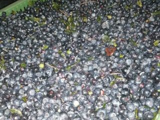 I will sell blueberries, frozen, unrefined berries from Belarus.