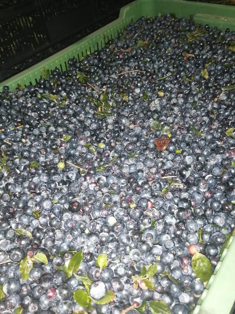 I will sell blueberries, frozen, unrefined berries from Belarus