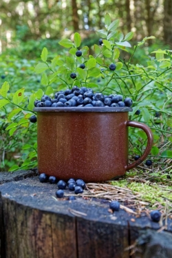 I will sell blueberry, large quantities