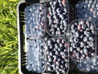 I will sell Blueberry Freshly harvested fruit. 11 ha