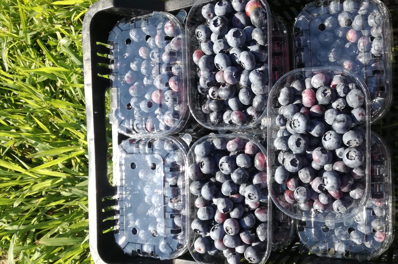 I will sell Blueberry Freshly harvested fruit