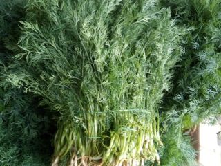 I will sell dill weighing PLN 12 1 kg