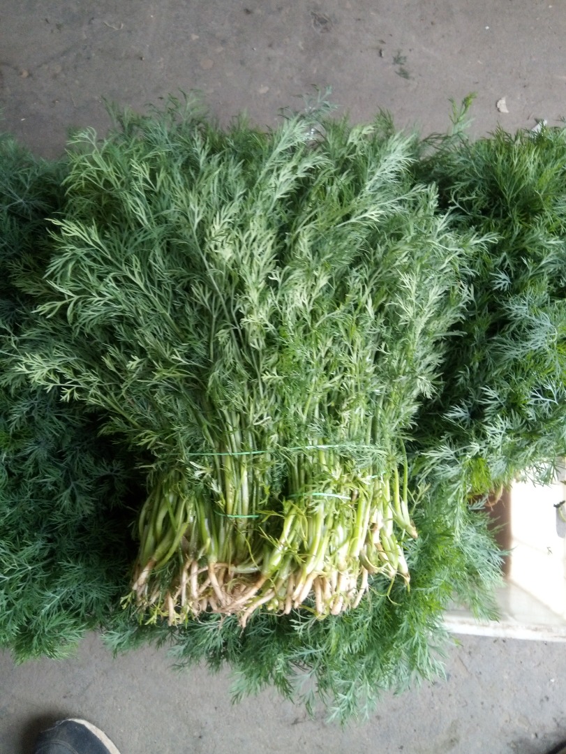 I will sell dill weighing PLN 12 1 kg or bunches at the price of 1.20 pieces
