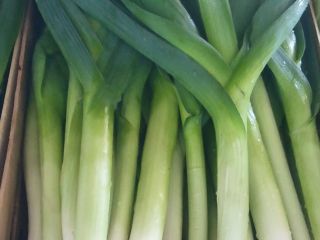 Leek young variety Lincoln and Columbus.