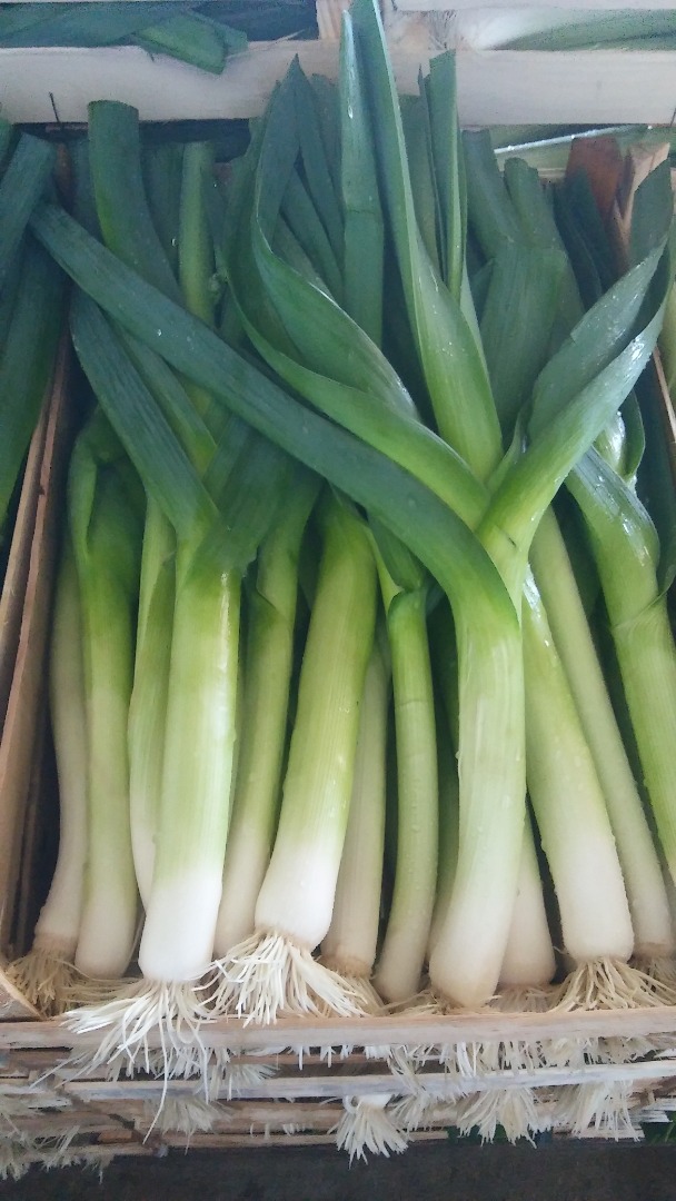 Leek young variety Lincoln and Columbus