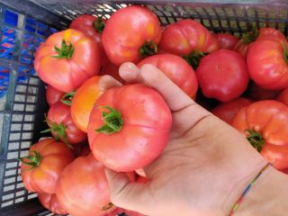 Tomatoes / quality - quality I - Green beans