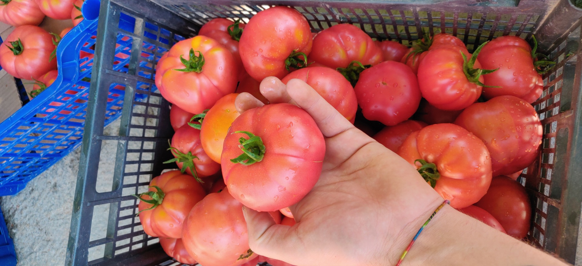 Tomatoes / quality - quality I - Green beans quality I Grown organically, young producer investing time and pleasure in what he offers! Thank you !