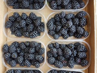 1 kg pans 125g baskets