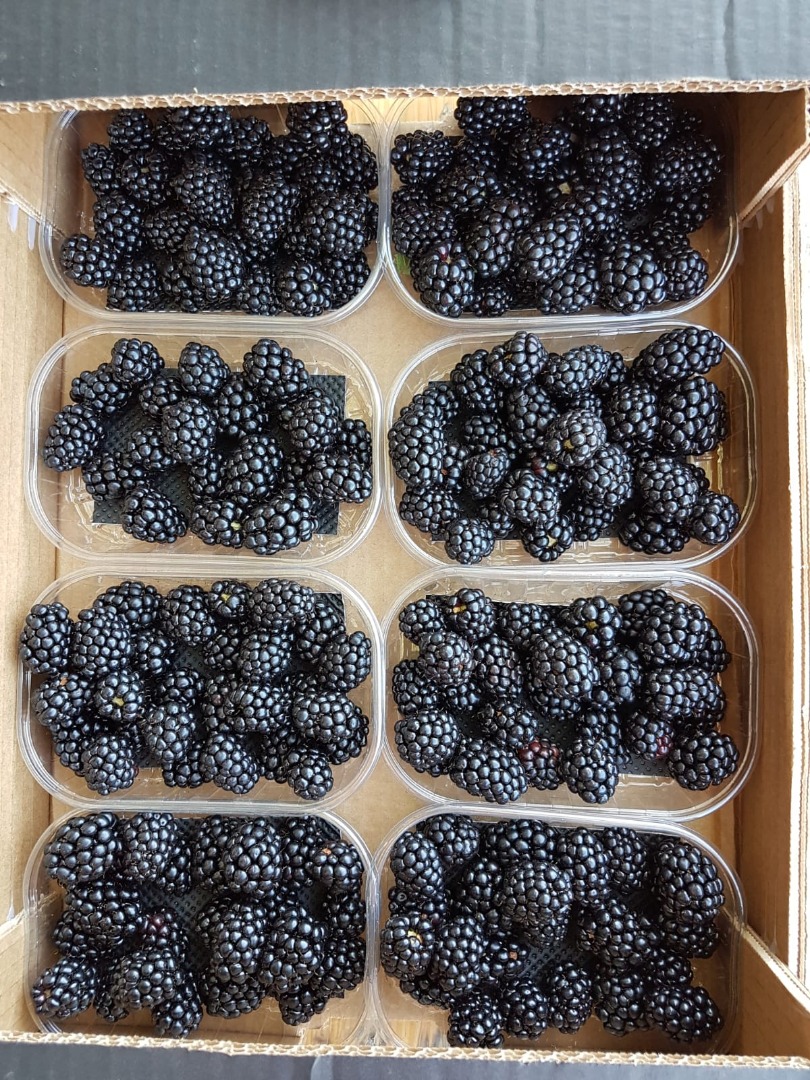 1 kg pans 125g baskets