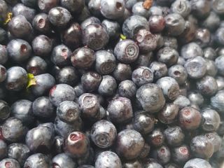I have to offer fresh berries. Any quantity Possibility