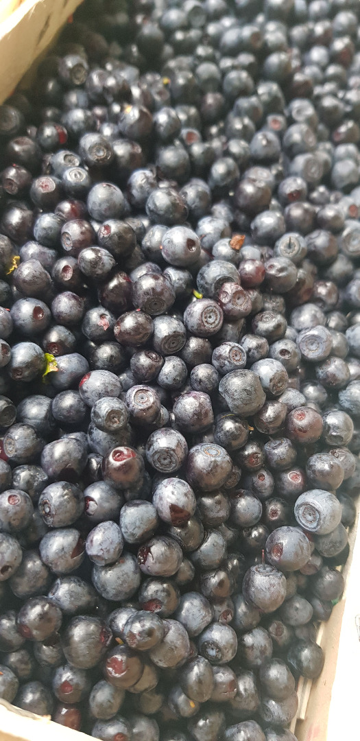 I have to offer fresh berries