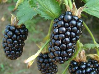 I will sell Blackberry, large quantities, three varieties, long