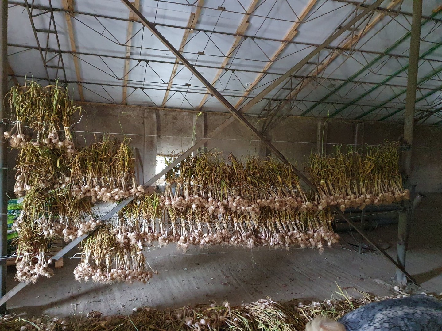 Good morning, I will sell Polish garlic, straight from the field (I'm in the process of digging, cultivating about 1 ha)