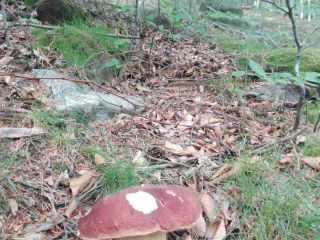 Fresh mixed boletus
