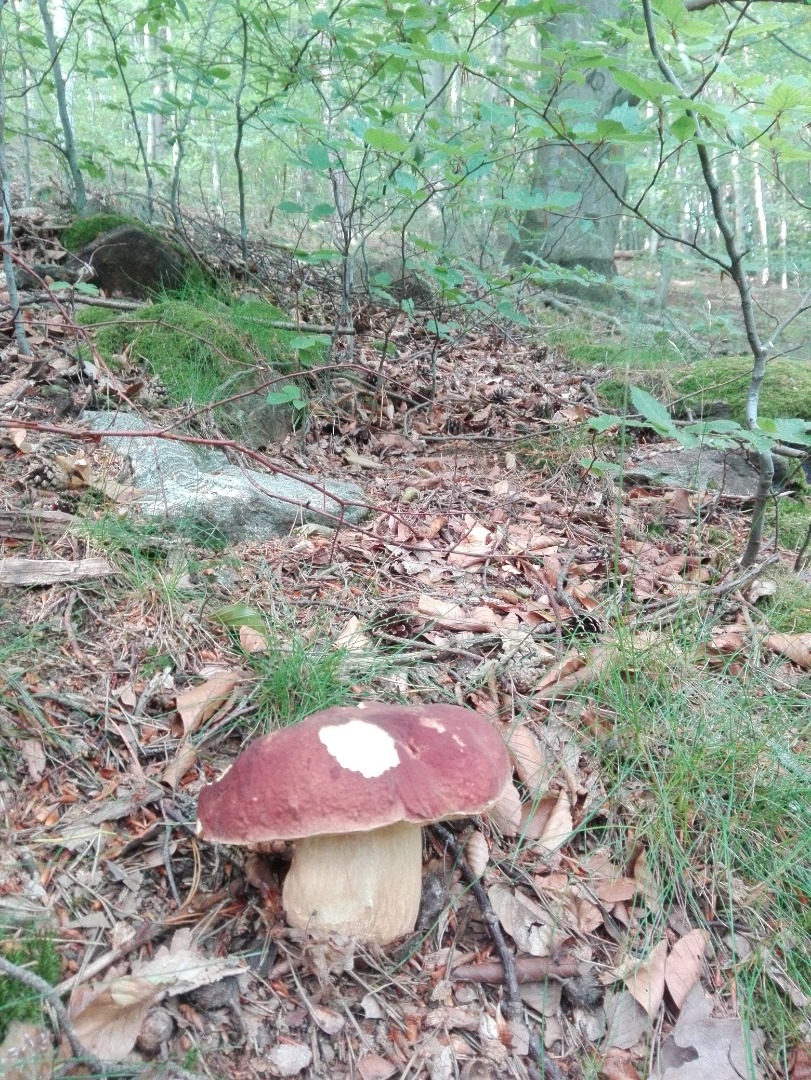 Fresh mixed boletus