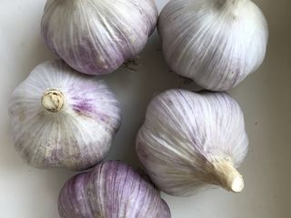 I am selling ECO garlic.