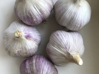 I am selling ECO garlic