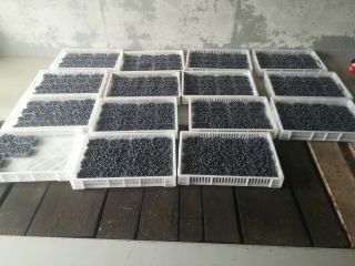 Blueberries for sale