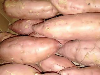 fresh sweet potatoes ready to sale for more information