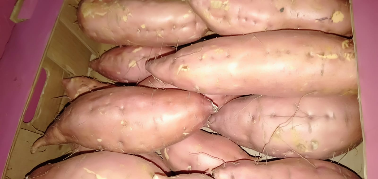 fresh sweet potatoes ready to sale for more information contact with me (ms / marehan ) : Call &whats-app