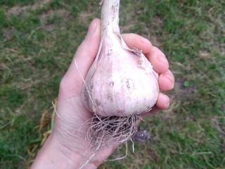 Harnaś garlic for sale. Available amount: 5,000