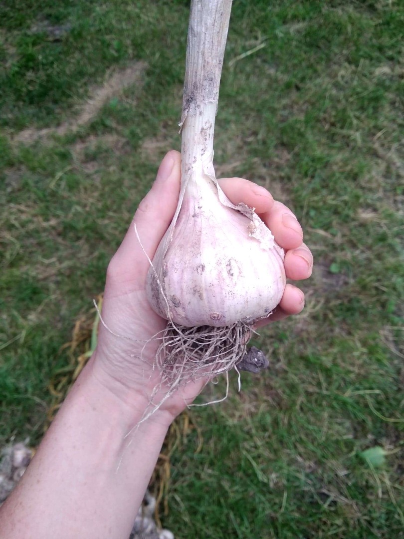 Harnaś garlic for sale