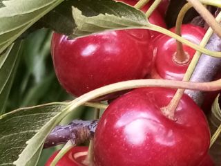 I will sell Regina cherries, sweet, hard