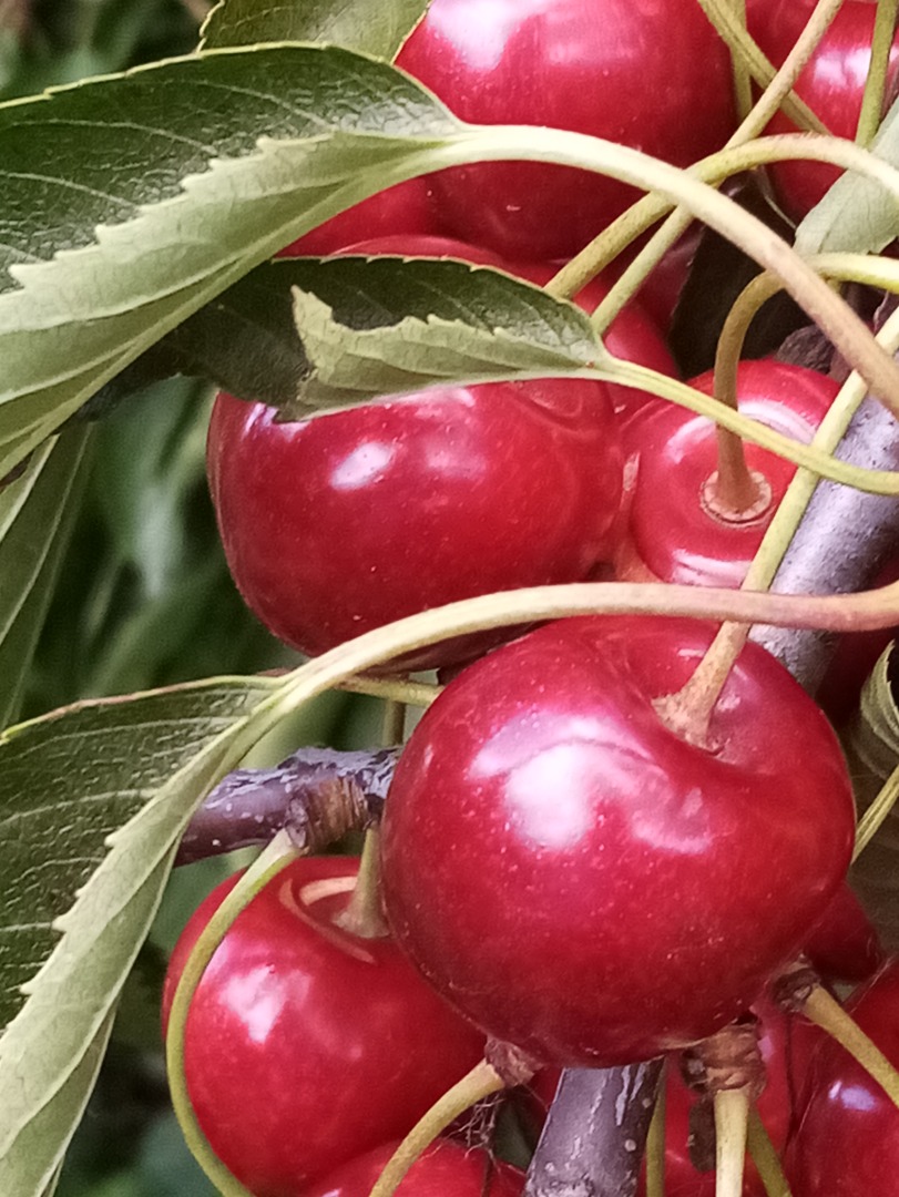 I will sell Regina cherries, sweet, hard