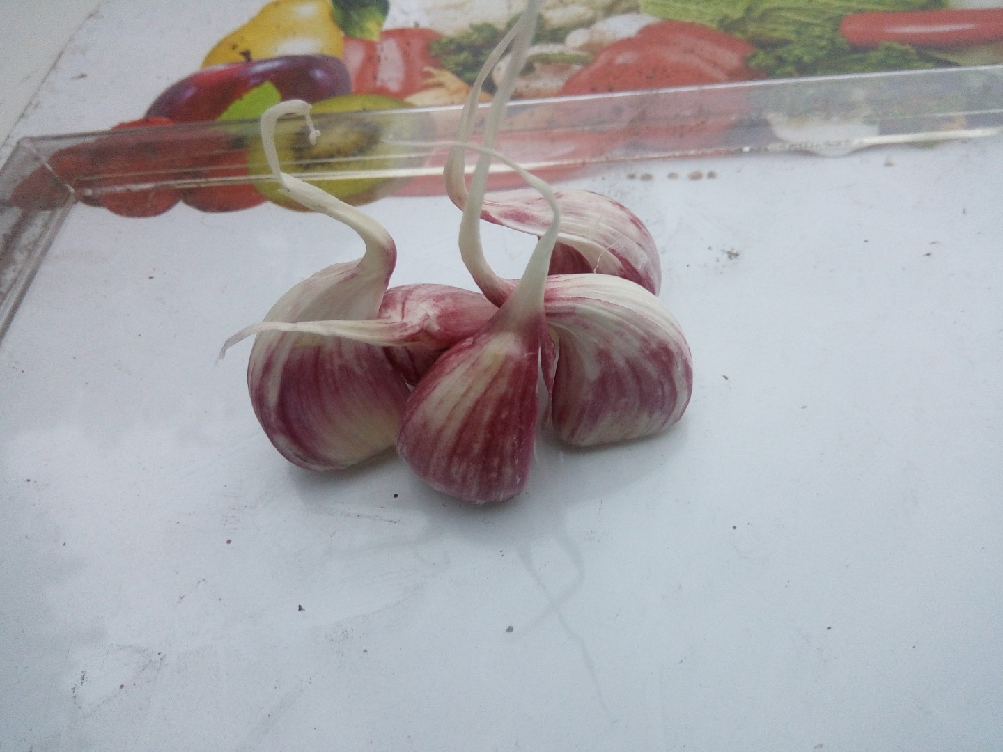 Hello, I have for sale garlic variety harnaś in calibres from 3.5cm-6.5cm o Packed in raschel bags, cartons for supermarkets, mesh sleeves, or on pallets