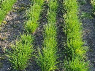 I will sell CHives! Very nice green and healthy