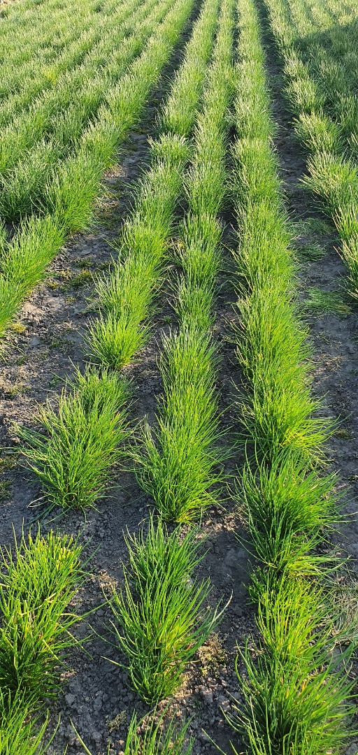 I will sell CHives! Very nice green and healthy product