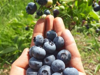 I have to sell American blueberry from an organic
