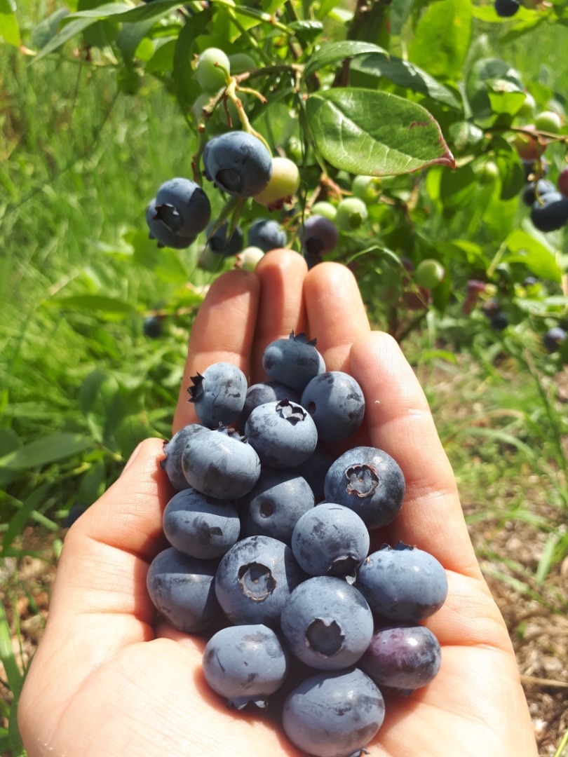 I have to sell American blueberry from an organic farm (blueberry in the last year of conversion)